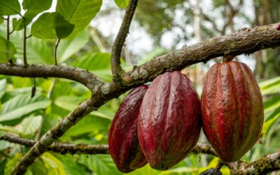What is Cacao?